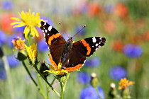 IMG_0861a.JPG
