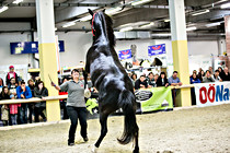 pferd002.jpg
