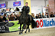 pferd004.jpg
