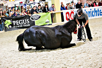 pferd009.jpg