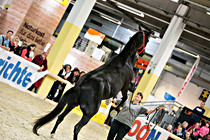 pferd023.jpg