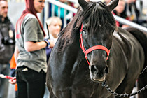 pferd024.jpg