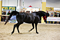 pferd025.jpg