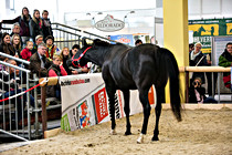 pferd026.jpg