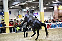 pferd027.jpg