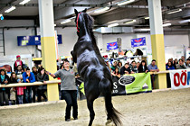 pferd028.jpg