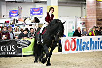 pferd029.jpg
