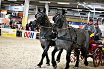 pferd030.jpg