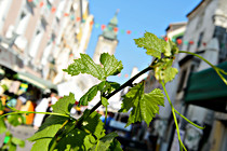 wein_enns_015.jpg