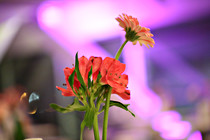 JR__8322.jpg