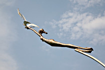IMG_0027.jpg