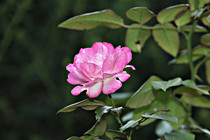 1040.JPG
