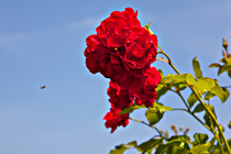 Halbartschlager_070_3007.jpg