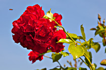 Halbartschlager_070_3008.jpg