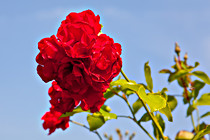 Halbartschlager_070_3009.jpg