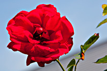 Halbartschlager_070_3023.jpg