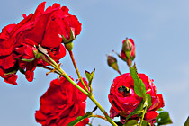Halbartschlager_070_3040.jpg