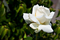 Halbartschlager_070_3071.jpg