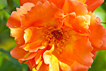 Halbartschlager_074_3052.jpg