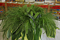 apotheke_0021.JPG