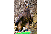 Greifvogel__01.jpg