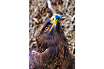 Greifvogel__02.JPG