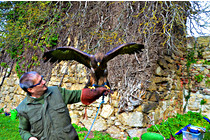 Greifvogel__03.JPG