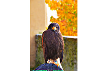 Greifvogel__04.JPG