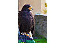 Greifvogel__05.JPG