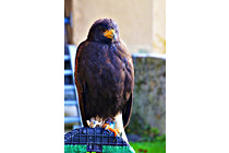 Greifvogel__06.JPG