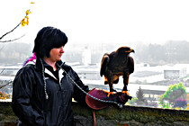 Greifvogel__07.JPG