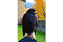 Greifvogel__08.JPG