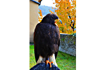Greifvogel__09.JPG