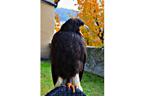 Greifvogel__10.JPG