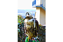 Greifvogel__11.JPG
