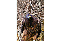 Greifvogel__12.JPG