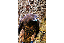 Greifvogel__13.JPG
