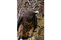 Greifvogel__14.JPG