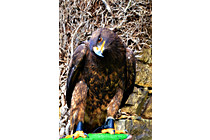 Greifvogel__15.JPG