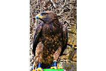 Greifvogel__16.JPG