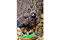 Greifvogel__17.JPG