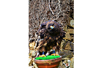 Greifvogel__18.JPG