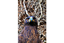 Greifvogel__19.JPG
