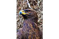 Greifvogel__20.JPG
