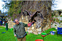 Greifvogel__21.JPG
