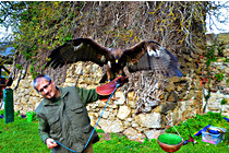 Greifvogel__23.JPG