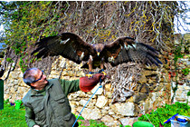 Greifvogel__25.JPG