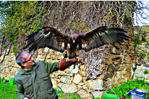 Greifvogel__26.JPG