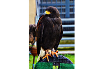 Greifvogel__27.JPG