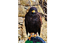 Greifvogel__28.JPG